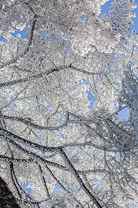 冬天树枝树木和白雪摄影图