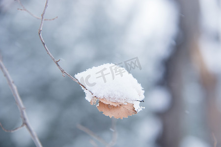 冬季一片落满积雪的树叶