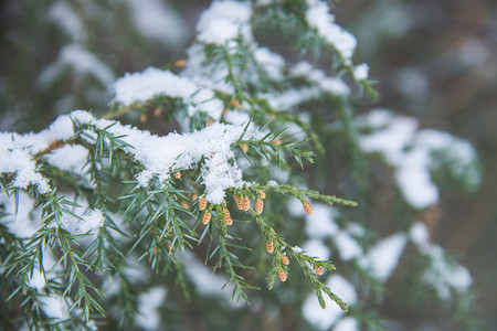 月的摄影照片_冬季落满积雪的柏树枝