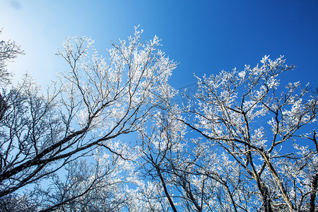 冬天降温摄影照片_冬天树木雾凇和蓝天摄影图