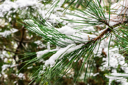 压在松树枝上的白雪