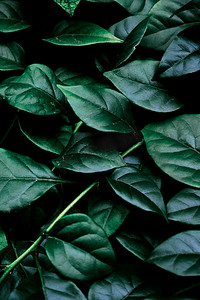 植物纹理摄影照片_典雅奢华绿叶素材背景