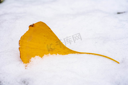 银杏叶摄影照片_埋在雪地上的一枚银杏叶