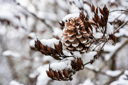 手绘线条树枝矢量图摄影照片_冬季落在树枝上的积雪