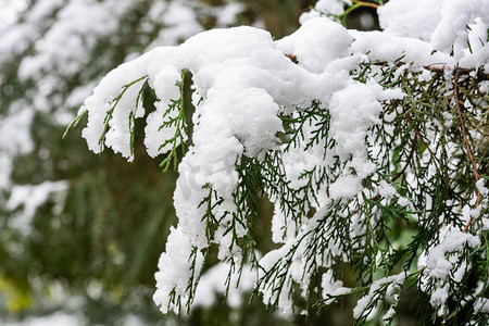 积压在树枝上的白雪