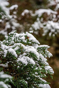 节气冬天摄影照片_大雪小雪节气树枝上的白雪
