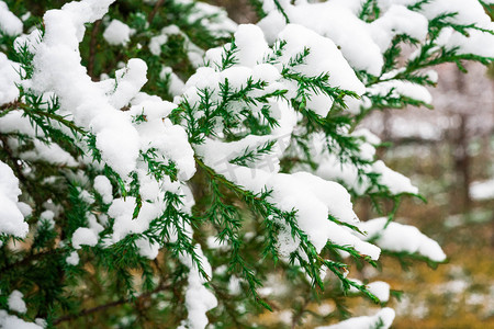 落在柏树枝上的积雪