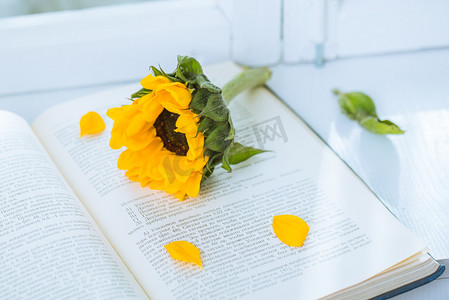 1月你好摄影照片_放在书上的向日葵鲜花
