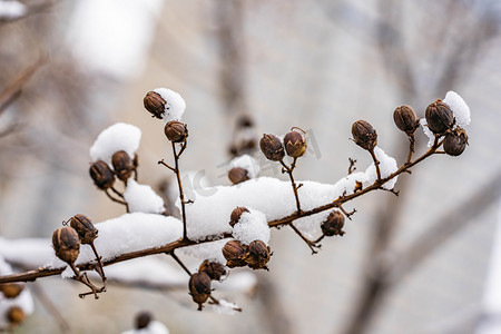 雪压摄影照片_白雪压着的树枝