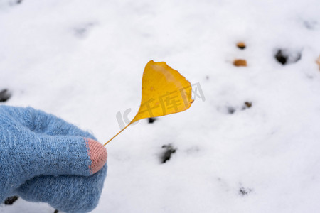 雪雪花摄影照片_雪地上的黄色银杏叶