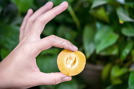 拿在手里的美味水果人参果