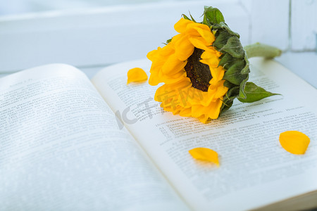 放在书上的向日葵