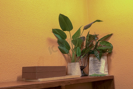 绿植门头广告摄影照片_文艺摄影图家居静物室内绿植摆件