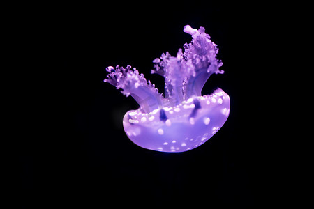 动物美丽的水母