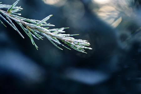 冬季冬至霜降落霜植物