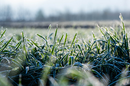 冬季邂逅暖冬摄影照片_冬季挂满白霜的麦苗