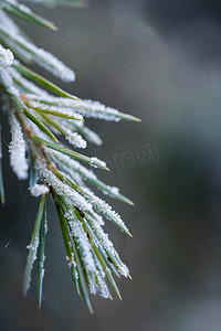 小雪大雪霜降落霜松枝