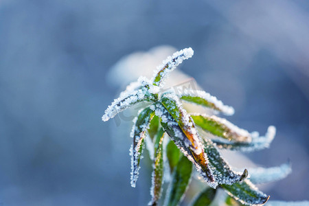 冬至小雪冬季落霜霜降