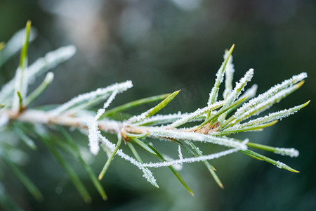 大雪农作物摄影照片_冬至大雪小雪霜降落霜松枝植物