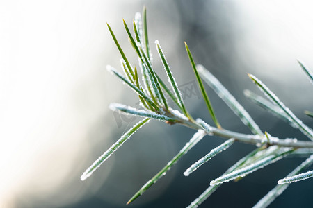 冬至小雪霜降落霜植物