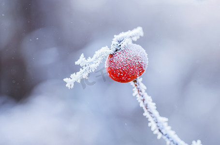 雪花摄影照片_落满雪花的红果子