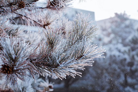冬冬季摄影照片_雪中的松树枝