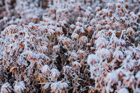 雪后落满雪花的干花丛