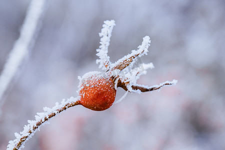 野果摄影照片_落满小雪的红色野果