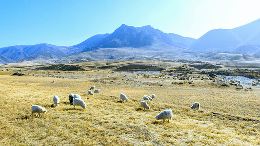 内蒙古秋季山区牧场羊群