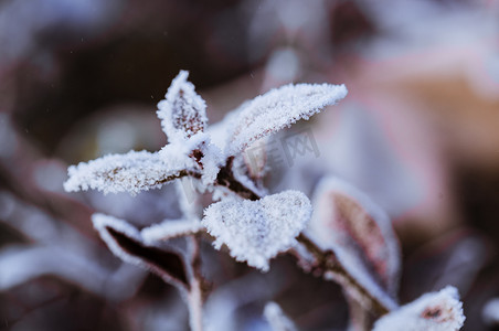 雪中落满雪花的树叶