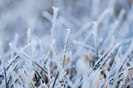 满摄影照片_落满雪花的草地