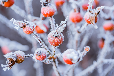 落满小雪的成片红色野果