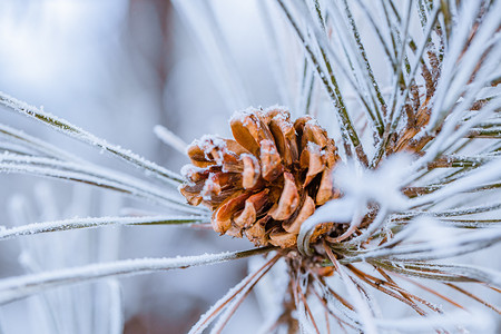 大雪小雪摄影照片_落满小雪花的松塔和松枝