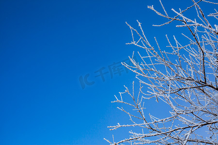 蓝天下落满小雪的干树枝