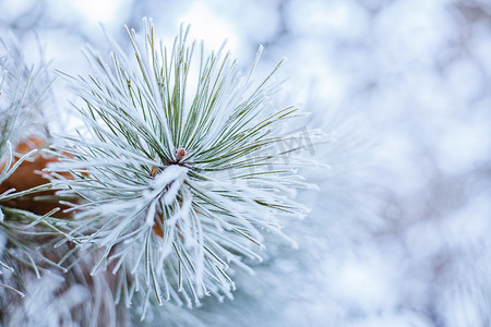 雪花发夹摄影照片_落了一层雪的绿色松枝