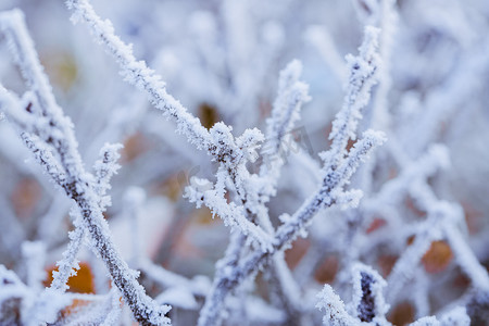 干树枝摄影照片_落满小雪的干树枝