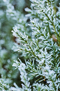 补冬不如补霜降摄影照片_冬季雪景之落了一层小雪的松枝
