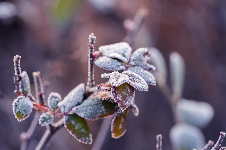 降温预警摄影照片_冬季冬天落霜植物
