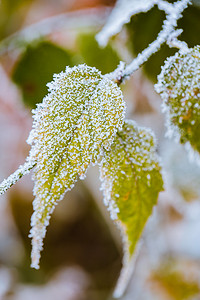 绿色低碳领域摄影照片_落满小雪的绿色树叶霜降