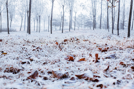 小雪之后的小树林