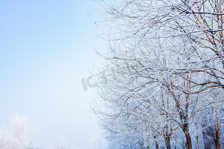 防暑降温礼包摄影照片_冬季路边落满小雪的树