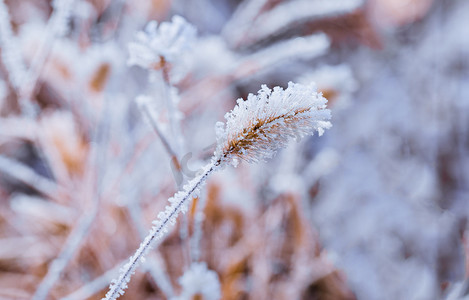 落满小雪的狗尾草