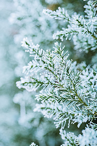 瀑布松树仙鹤摄影照片_冬季雪后的松树