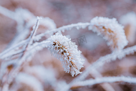 挂满白雪的狗尾草