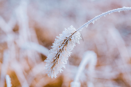 雪后的狗尾草