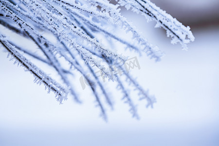 小雪印章摄影照片_松枝上的雪花特写镜头