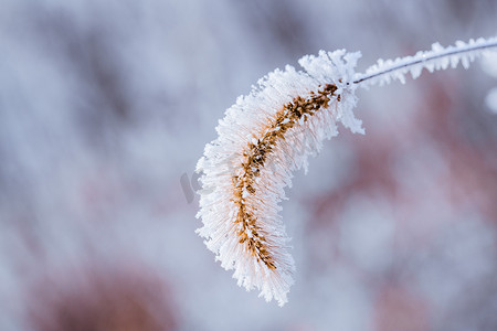 冬季美景之雪后的狗尾草