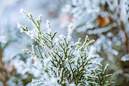 落满雪花的柏树枝