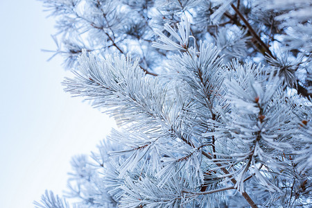 冬季美景落满小雪的松树枝