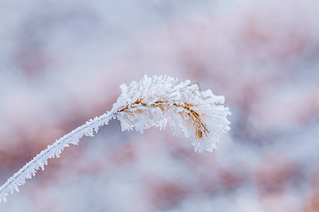 霜降书法毛笔字摄影照片_挂满雪的狗尾草